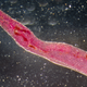 Illustration for article titled Find A Vein, You Nematode Sluts, Because Here Come 10 Mesofauna Taxa To Blow Your Shit To Nirvana